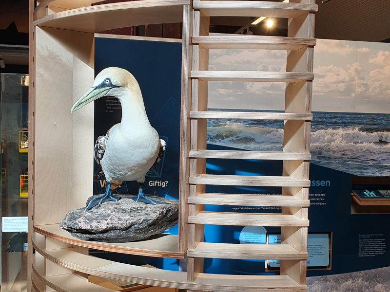 Eröff­net! Grund­er­neu­erte Dau­er­aus­stel­lung im Natio­nal­park-Haus Witt­bül­ten