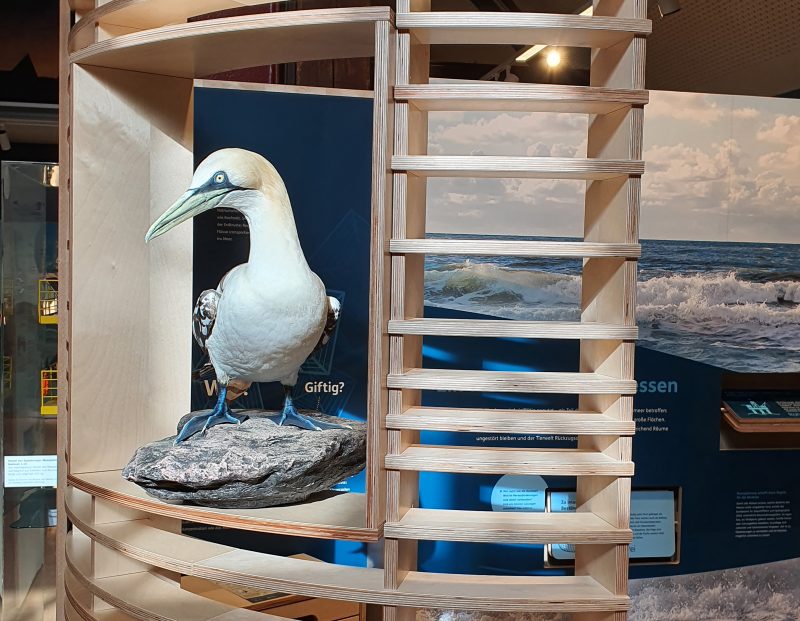 Eröff­net! Grund­er­neu­erte Dau­er­aus­stel­lung im Natio­nal­park-Haus Witt­bül­ten
